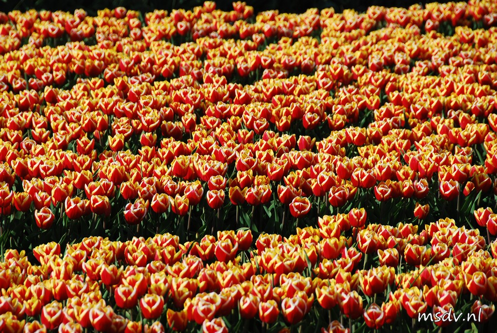 copyright msdv.nl