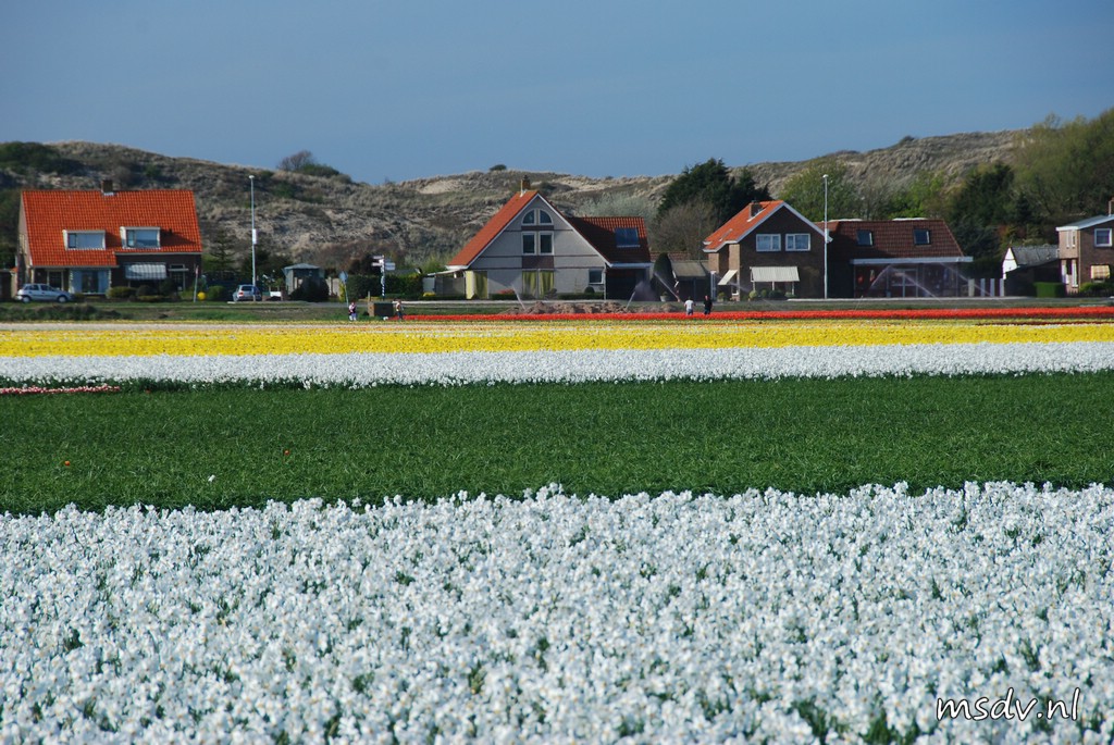 copyright msdv.nl