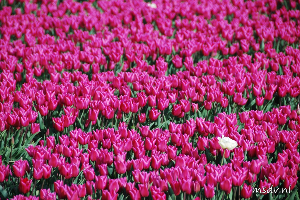 copyright msdv.nl