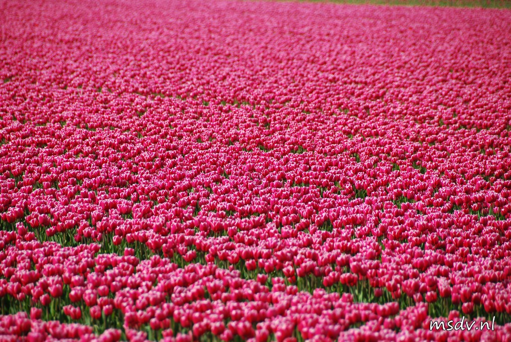 copyright msdv.nl