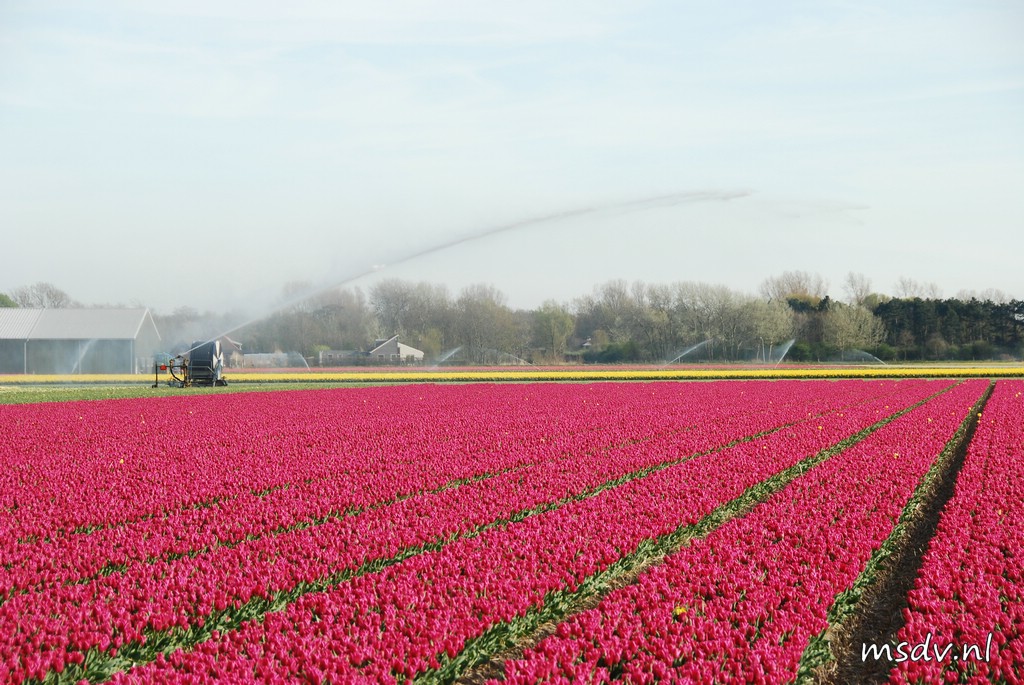 copyright msdv.nl