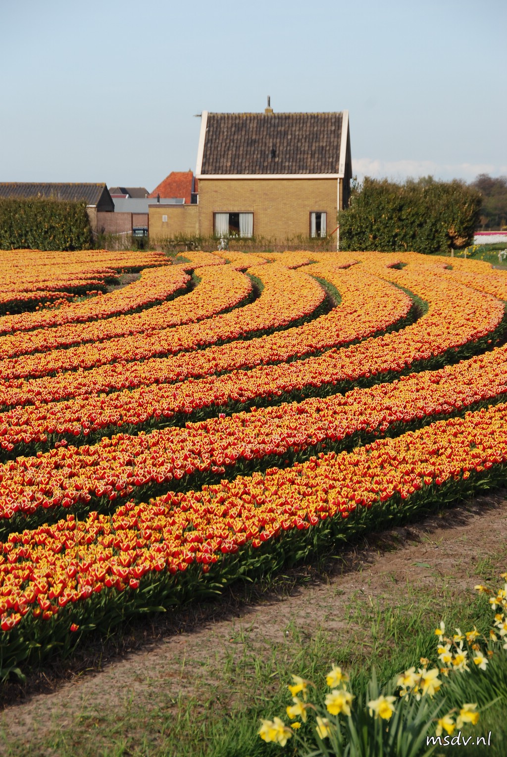 copyright msdv.nl