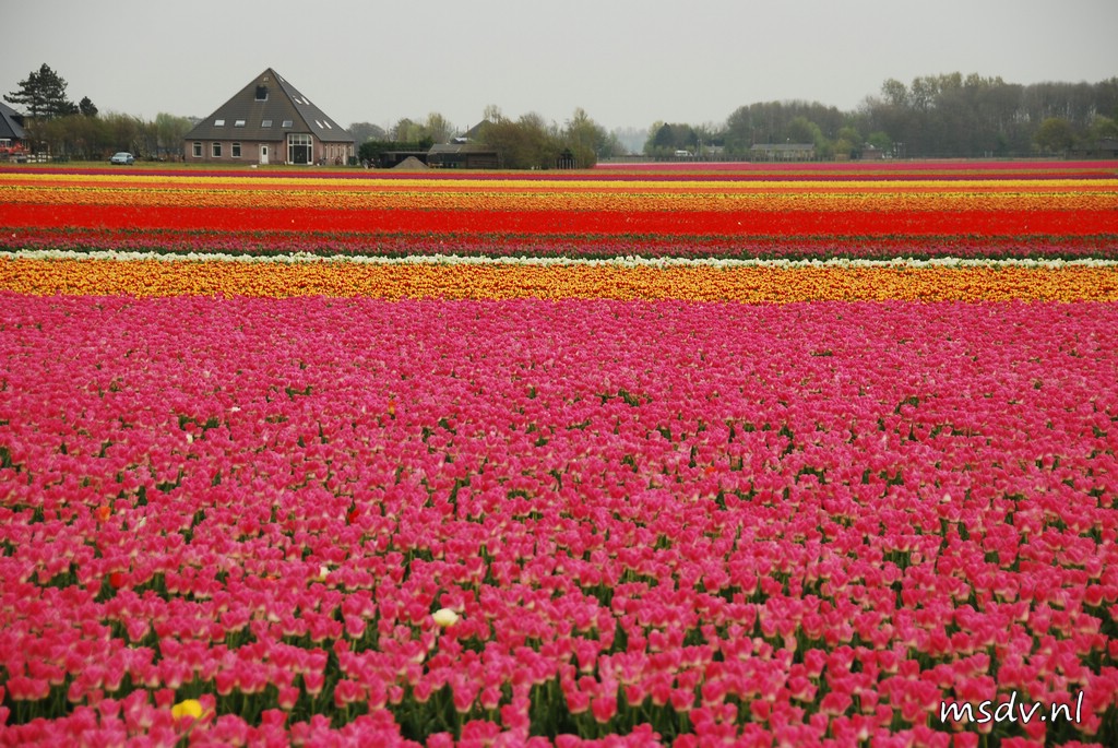 copyright msdv.nl