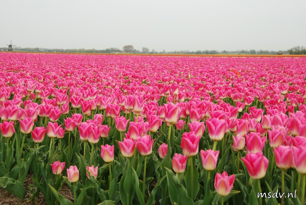 copyright msdv.nl