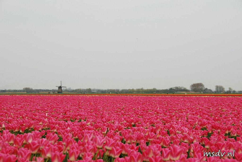 copyright msdv.nl